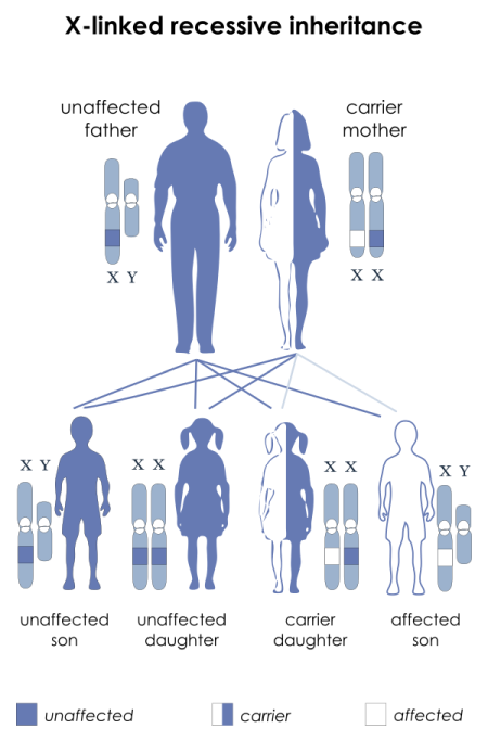 X-linked recessive inheritance X-linked recessive inheritance
